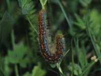 0006 Wolfsmilchspinner